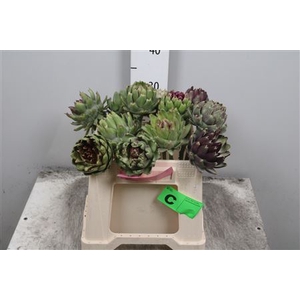 Cynara Sc Green Glob