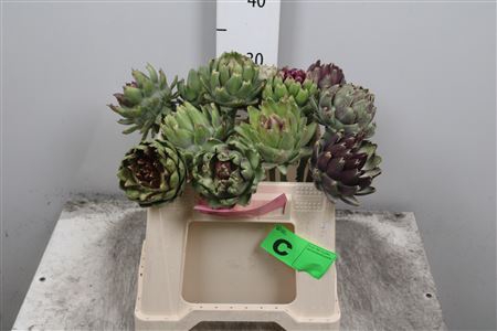 <h4>Cynara Sc Green Glob</h4>