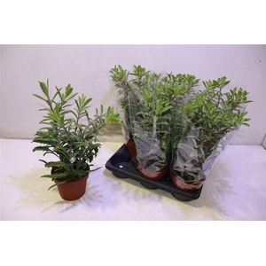 arr8 Kalanchoe Laciniata