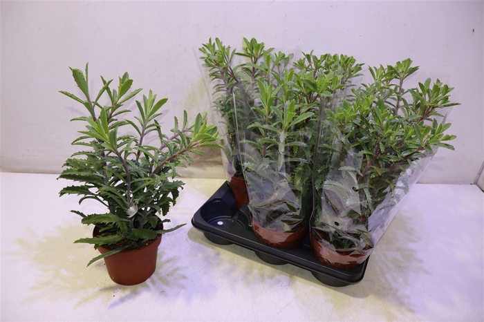 <h4>arr8 Kalanchoe Laciniata</h4>