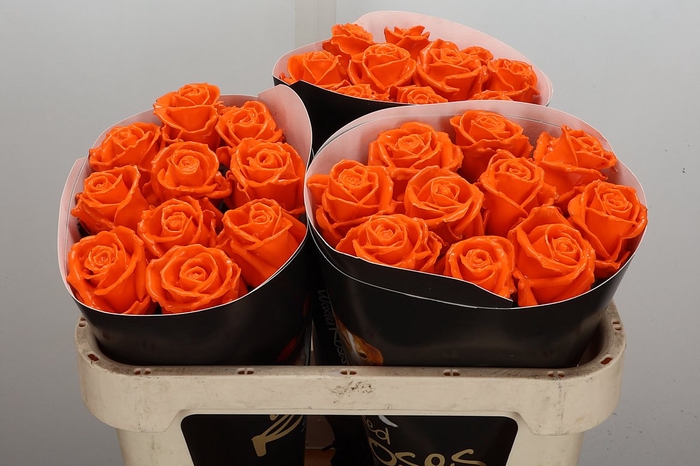 <h4>Wax-Rozen Wax Oranje w6</h4>