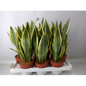 Sansevieria trifa. 'Futura Superba'