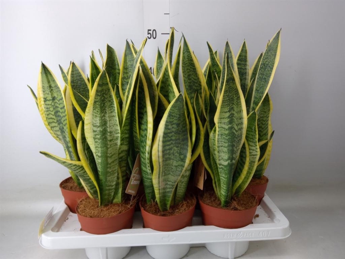 <h4>Sansevieria trifa. 'Futura Superba'</h4>