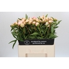 Paeonia Chiffon Parfait