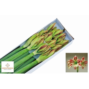 Hippeastrum Ambiance