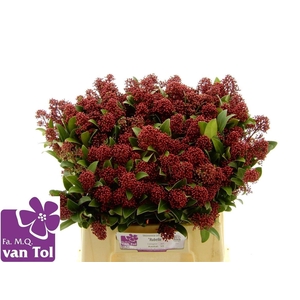 Skimmia J Rubella Bs