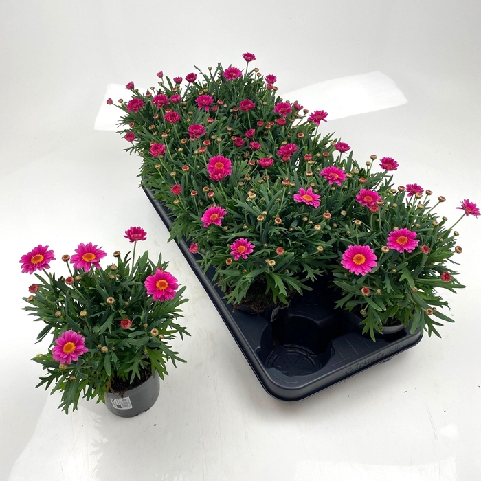 <h4>ARG LA RITA GEM</h4>