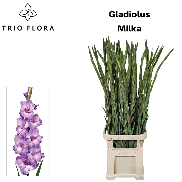 <h4>GLAD GR MILKA 998</h4>