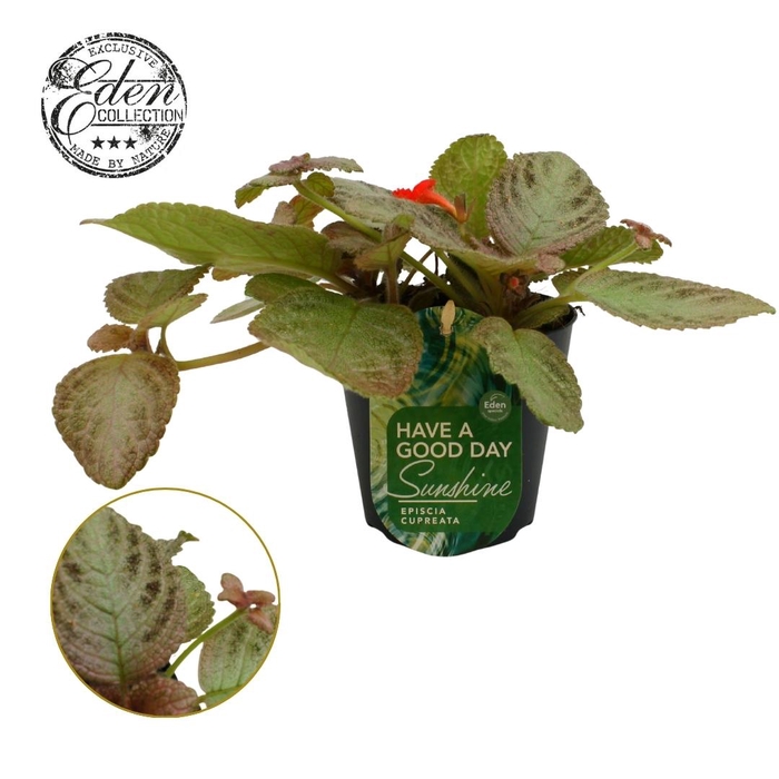 <h4>Episcia cupreata Tierra Plata 12cm</h4>