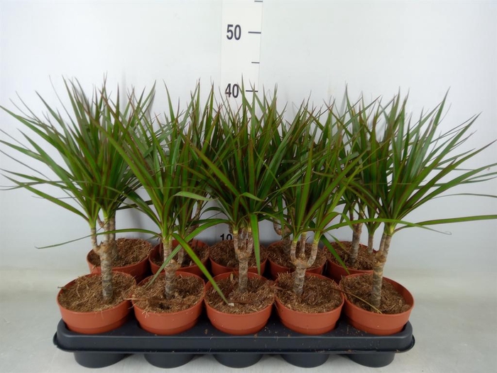 <h4>Dracaena marg.</h4>