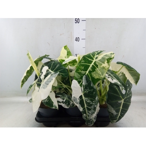 Alocasia   ...