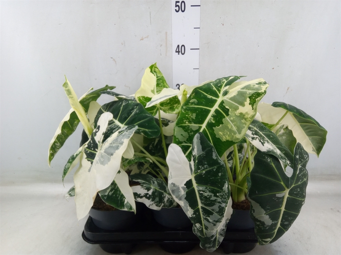 <h4>Alocasia   ...</h4>
