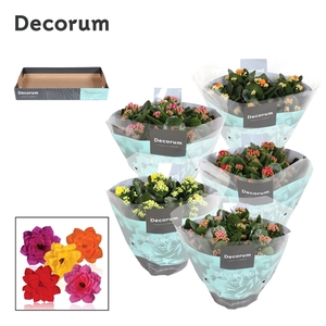 Kalanchoe blossfeldiana gevuld gemengd 4 kleuren