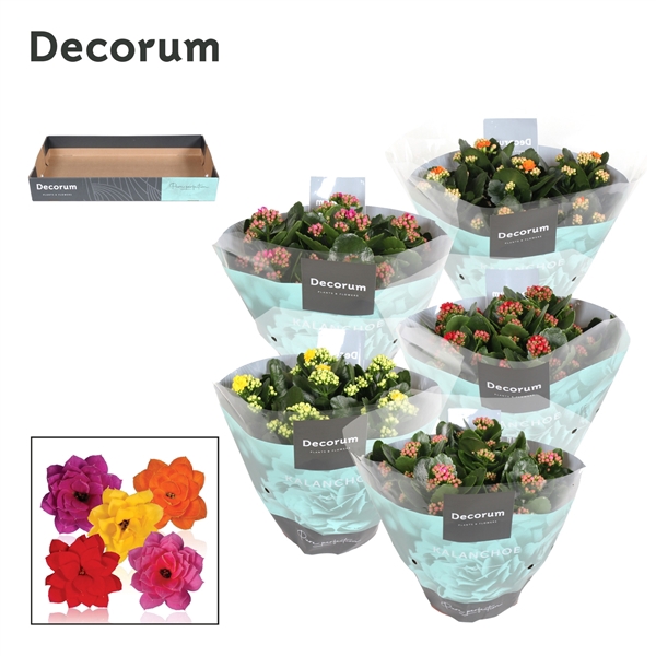 <h4>Kalanchoe Decorum - Mix</h4>