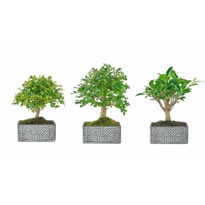BONSAI GEM