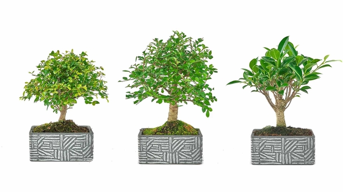 <h4>BONSAI GEM</h4>