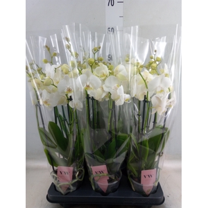 Phalaenopsis  'Ant Inverness'