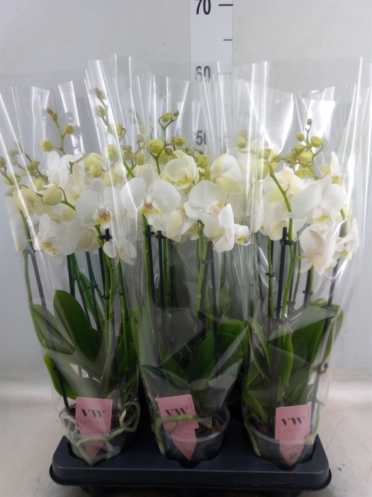 <h4>Phalaenopsis  'Ant Inverness'</h4>
