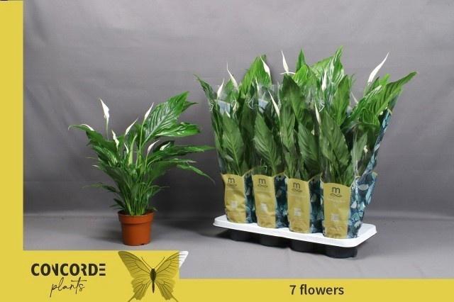 <h4>SPATH SWEET CHICO</h4>