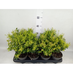 Ilex crenata