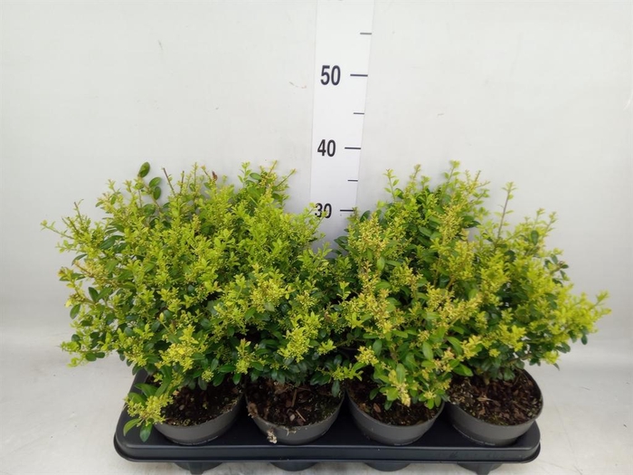 <h4>Ilex crenata</h4>
