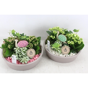 arr2 PL - Lage schaal taupe - roze/wit