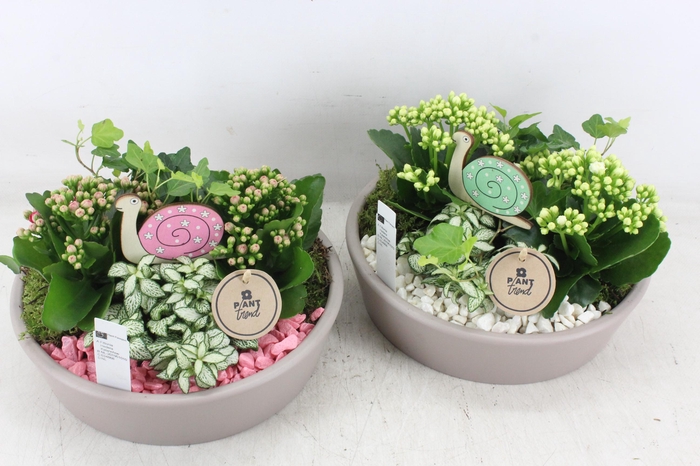 <h4>arr2 PL - Lage schaal taupe - roze/wit</h4>