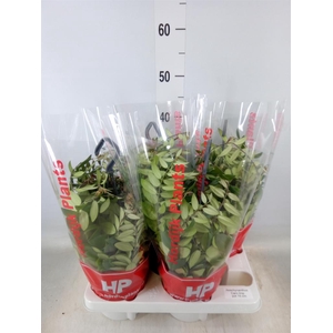 Aeschynanthus  'Caro Improved'