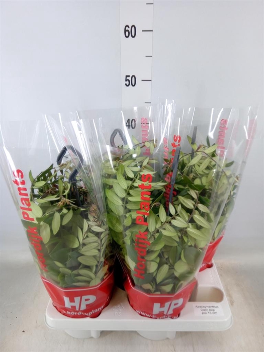 <h4>Aeschynanthus  'Caro Improved'</h4>