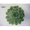 Echeveria Zonnestraal Cutflower Wincx-8cm