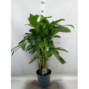Caryota mitis