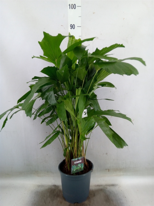 <h4>Caryota mitis</h4>