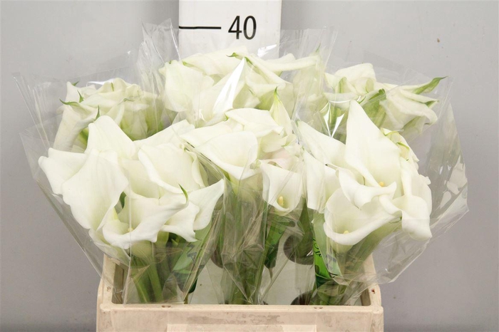 <h4>Zant Crystal Blush</h4>