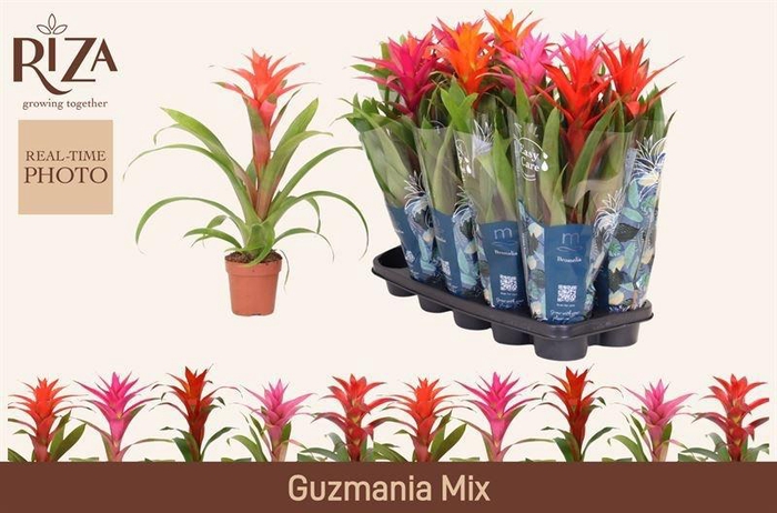 <h4>GUZM GEM 5 SRT</h4>