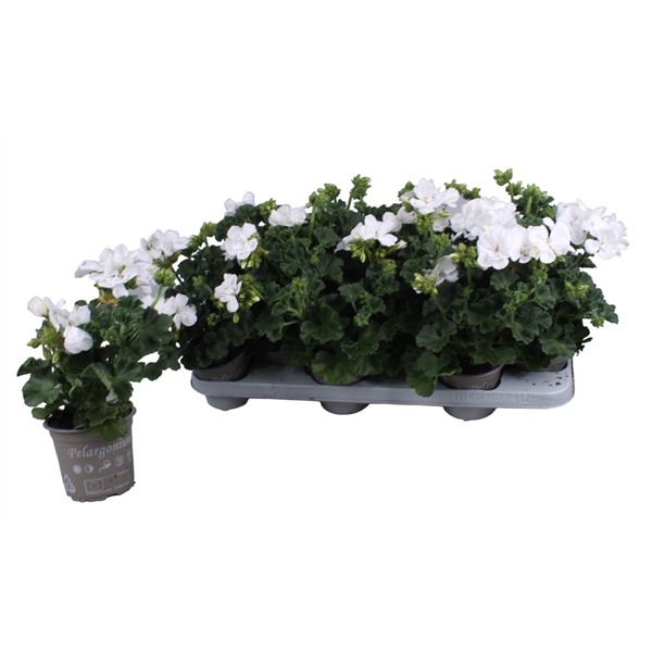 <h4>Pelargonium Zonale wit</h4>