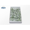 Echeveria White Snow Cutflower Wincx-10cm