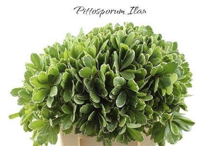 <h4>Pittosp To Ilan</h4>