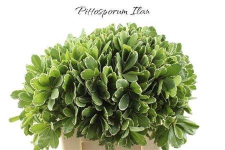 <h4>Pittosp To Ilan</h4>