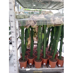 Euphorbia acrurensis