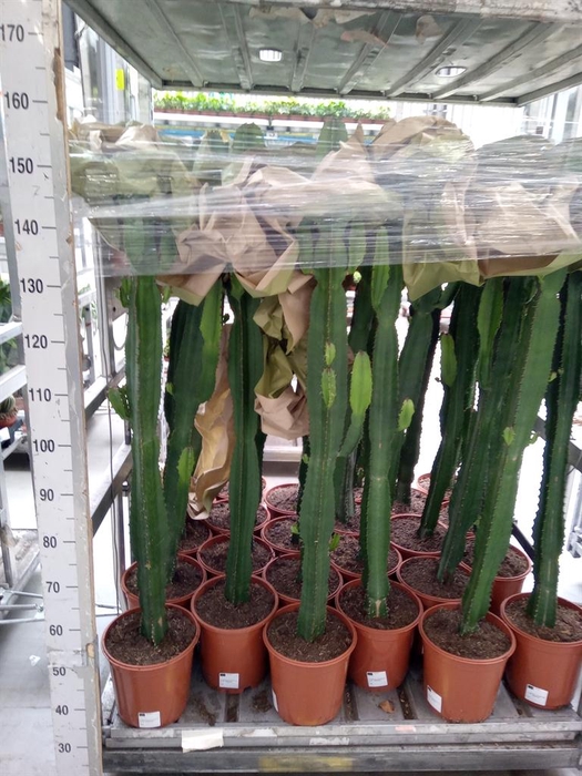 <h4>Euphorbia acrurensis</h4>