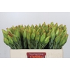 Leucadendron Procerum