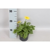 vaste planten 12 cm Doronicum  Orientale Yellow
