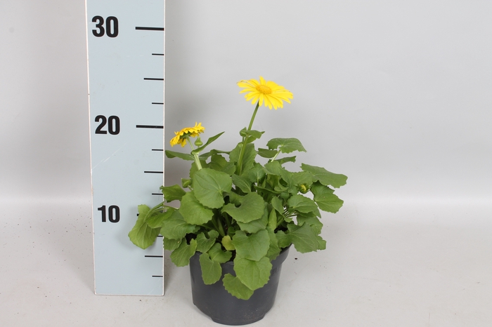 vaste planten 12 cm Doronicum  Orientale Yellow