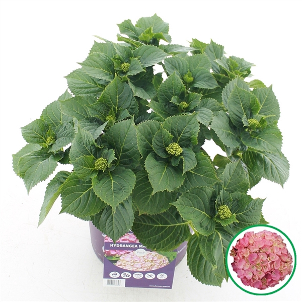 <h4>Hydrangea macr. Forever & Ever® Roze C5 (23cm.) Kn.</h4>