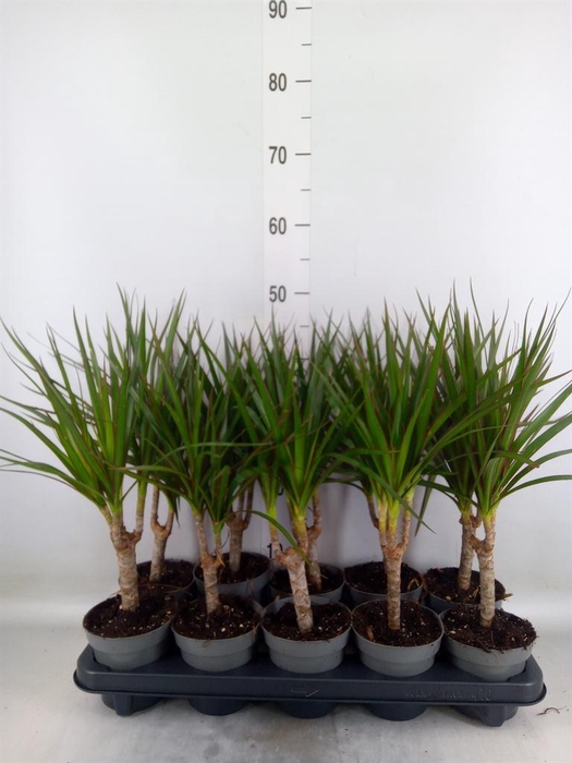 <h4>Dracaena marg.</h4>