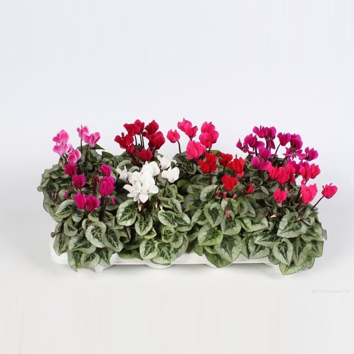 Cyclamen pers. KLBL Super Serie Picasso