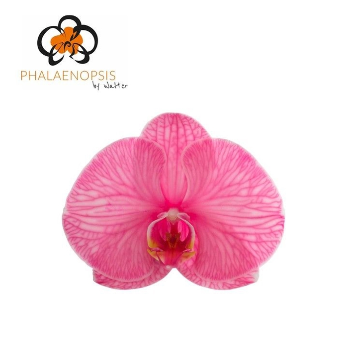<h4>Phalaenopsis Coloured Pink 10-14</h4>
