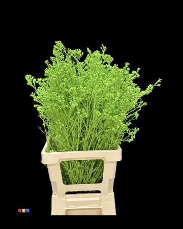 <h4>Waxflower Green</h4>