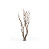 Syringa Branch Super Stravinsky