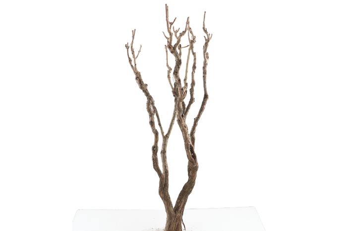 Syringa Branch Super Stravinsky